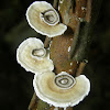 Little Nest Polypore