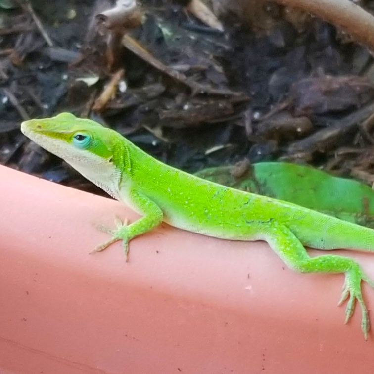 Red-throated anole