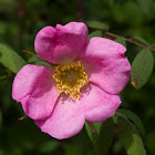 Himalayan Rose