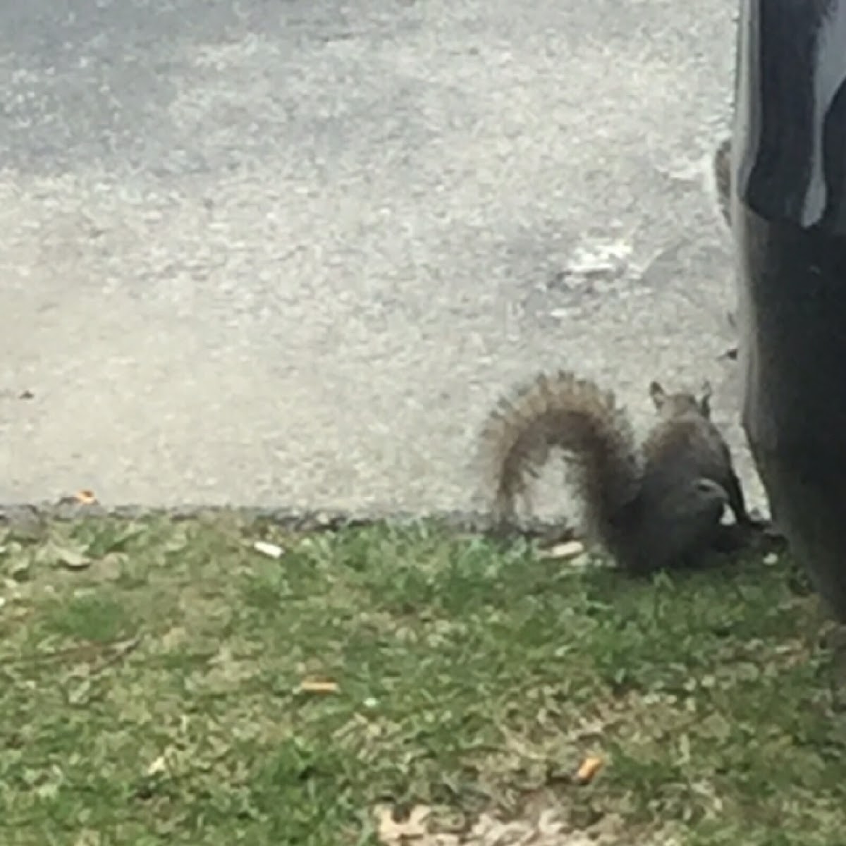 Eastern grey squirrel