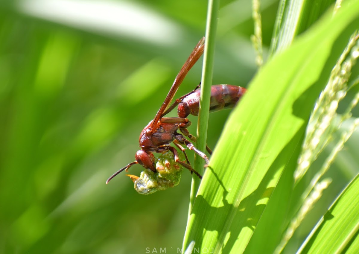 Brown paper wasp