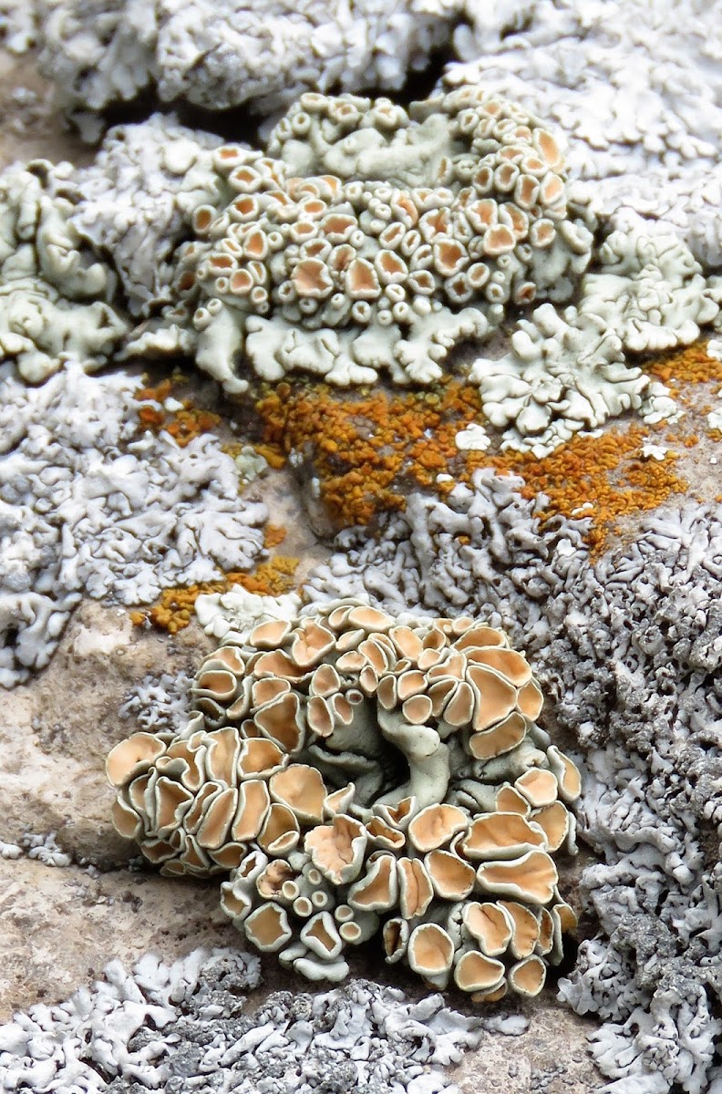 Rock-posy Lichen