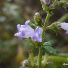 Tropical Bushmint