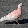 Feral Pigeon