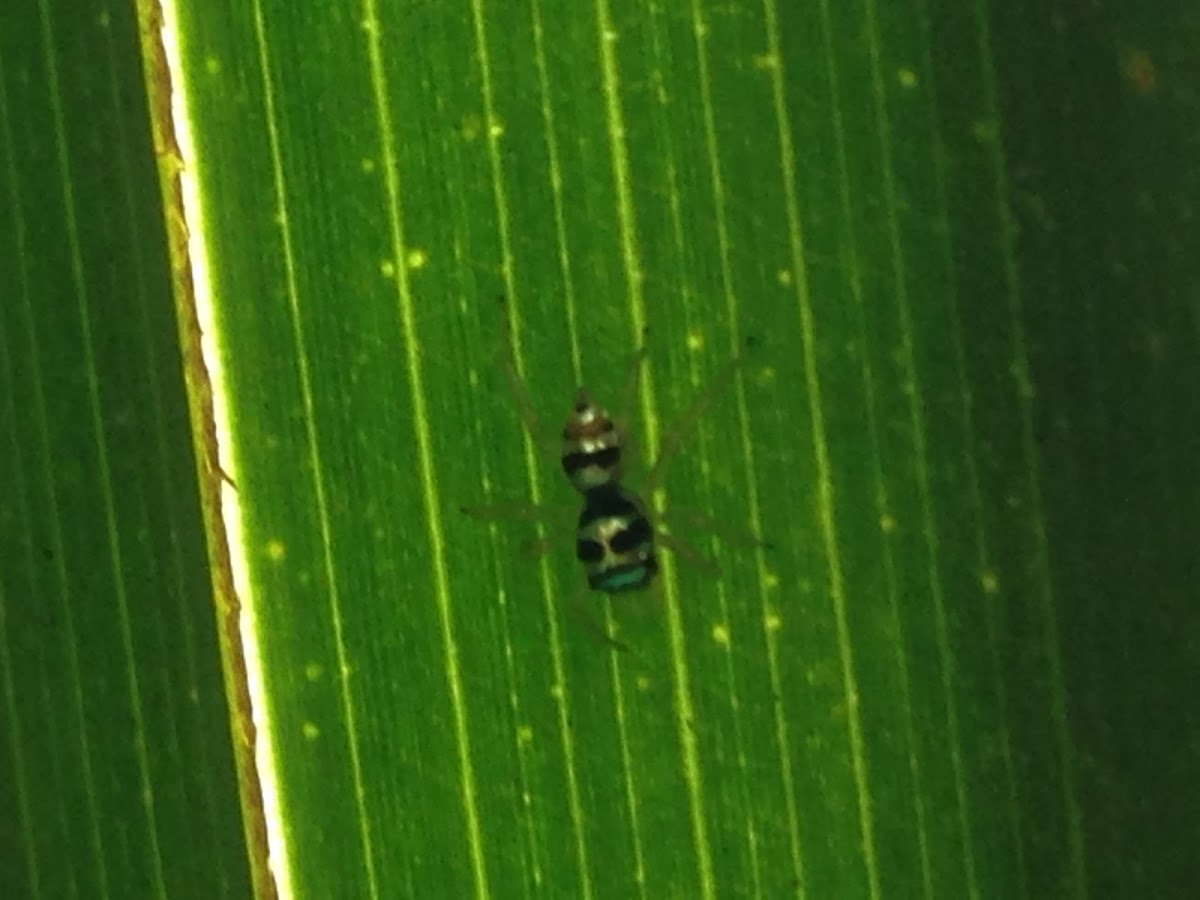 Banded phintella jumping spider