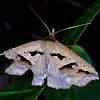 Erebid Moth