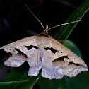 Erebid Moth