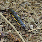 Yellow-spotted Millipede