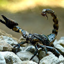 Giant forest scorpion