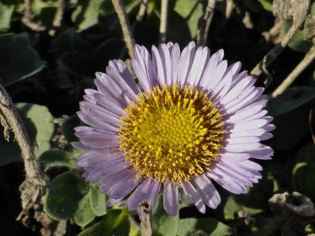 Seaside Fleabane