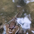 Giant Mudskipper