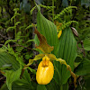 Greater Yellow Lady's Slipper