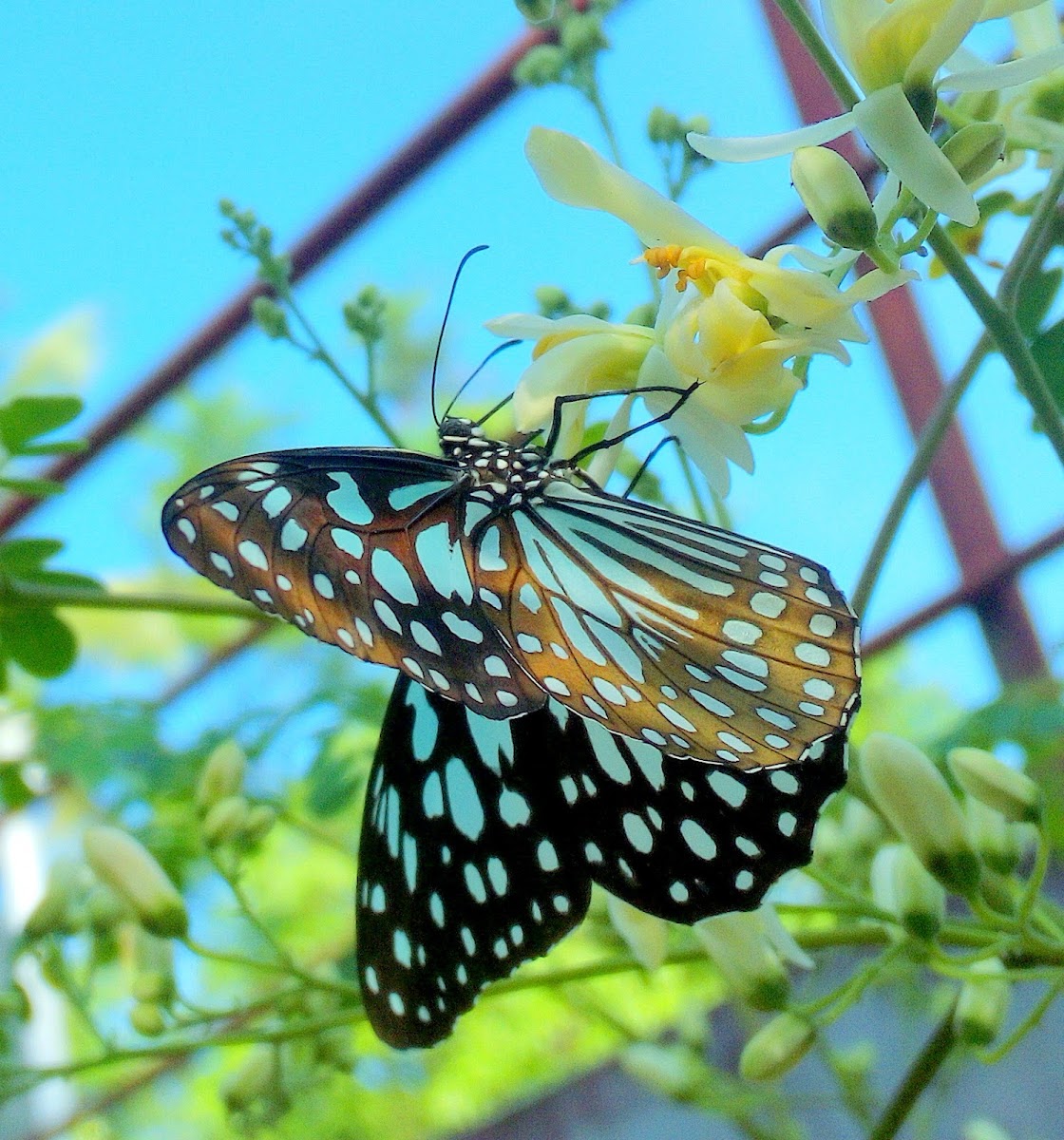 The Blue Tiger butterfly