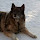 Norwegian Elkhound Themes & New Tab