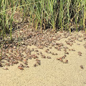 Fiddler Crabs