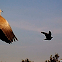 Eurasian Collared Dove