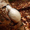 False Puffball