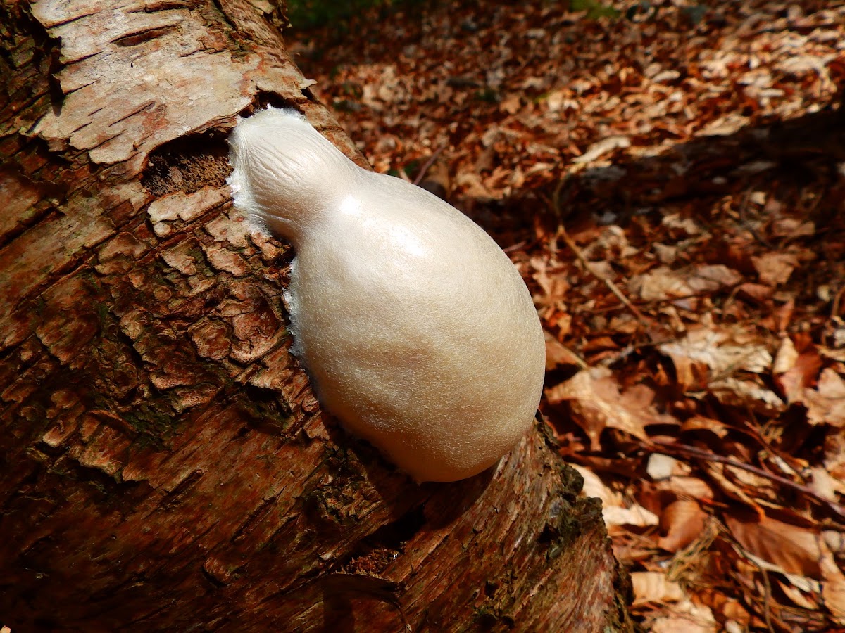 False Puffball