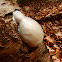 False Puffball