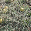 Bitter cucumber,Desert gourd