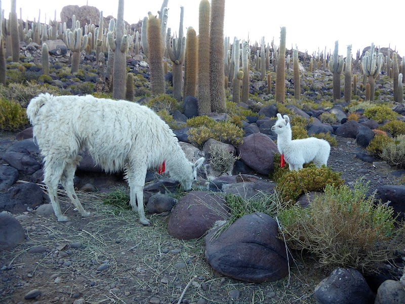 SALAR DE UYUNI. BOLIVIA - CHILE: Atacama ( con extensión a Uyuni) y Carretera Austral (19)