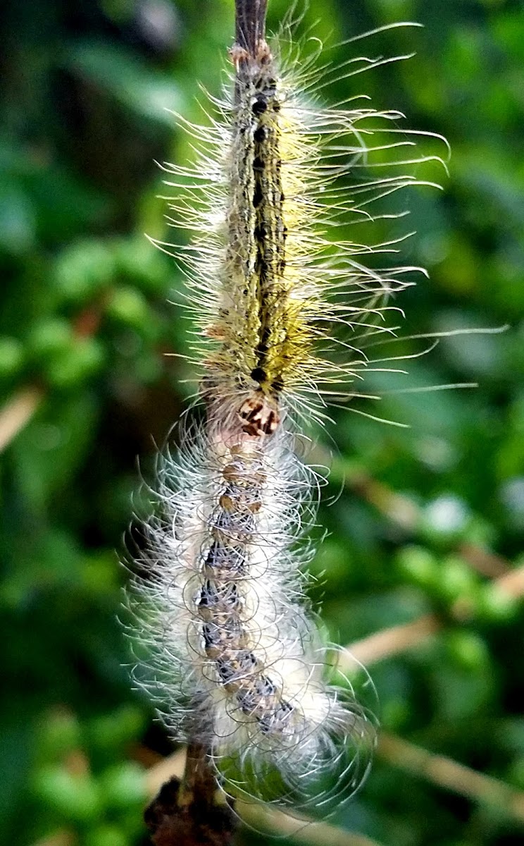 Tussock moth Caterpillars