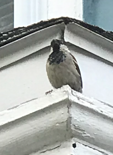 House sparrow