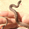 Brown Snake