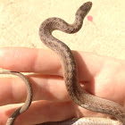 Brown Snake