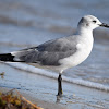 Laughing Gull