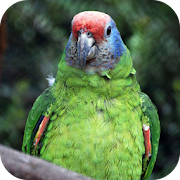 Parrot Wallpapers  Icon