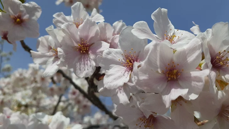 「⬆は実写桜です」のメインビジュアル