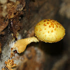 Golden Scalycap