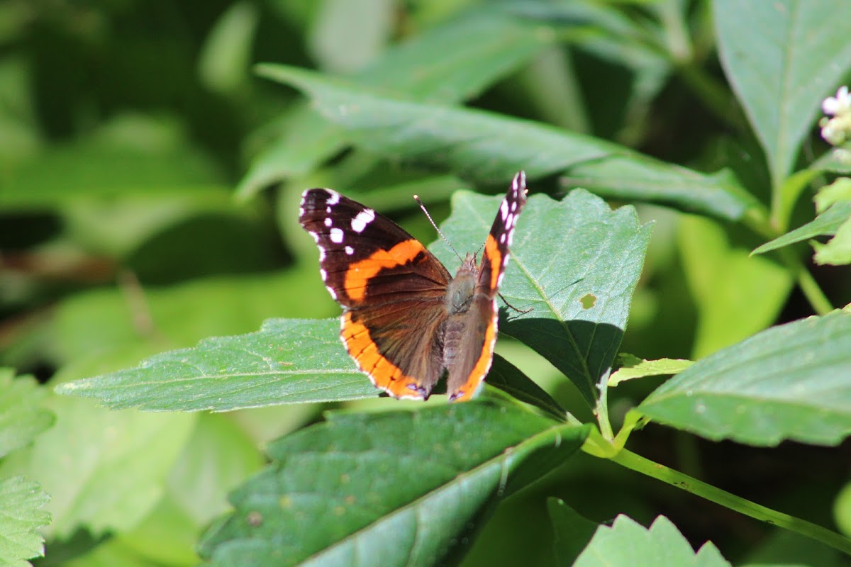 Red Admiral Butterfly