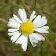 Fleabane