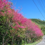 綠光森林富野綿羊牧場