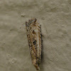 Javelin Moth