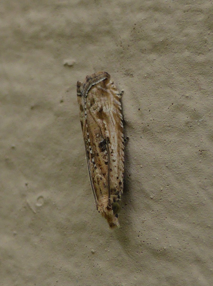 Javelin Moth