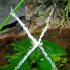 St Andrew's Cross spider