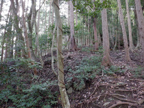 植林の登りに