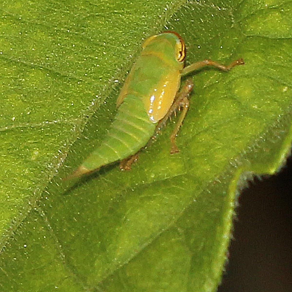 Leafhopper nymph