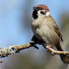 European Tree Sparrow