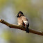 Red-vented Bulbul