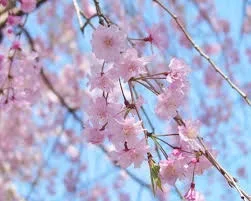 あの、桜をもう一度….