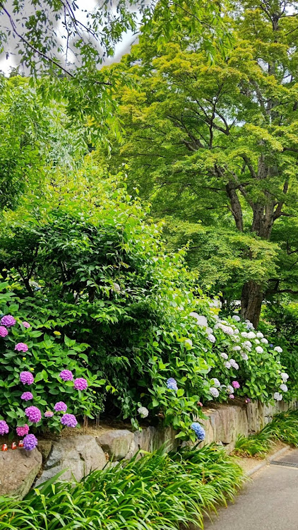 ボクスターのCTの皆さんいつもイイネ＆コメありがとう・ドライブ・ポルシェ・アルトワークス・紫陽花に関するカスタム事例の投稿画像18枚目