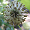 Buttonbush flower