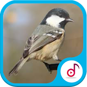 Bird Voice Collection  Icon