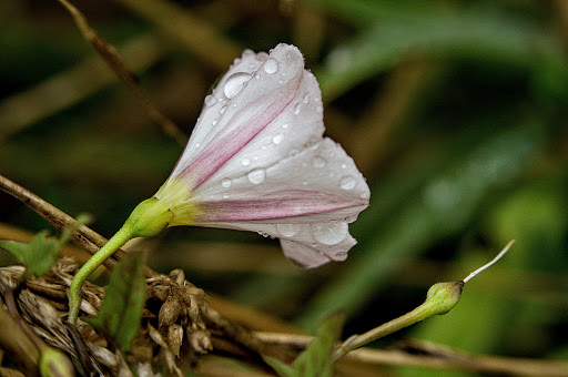 Convolvulus arvensis