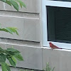 Northern Cardinal