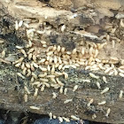 Termites